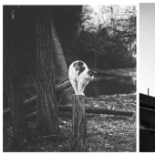 Sin el gato, y la vida no es la misma: equilibrado gatos acróbatas demostrar las maravillas de equilibrio