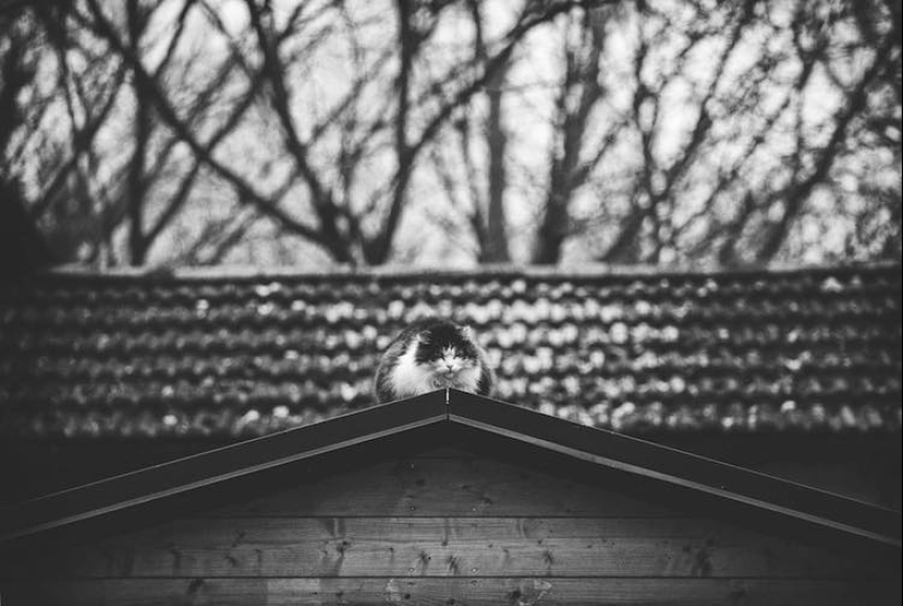 Sin el gato, y la vida no es la misma: equilibrado gatos acróbatas demostrar las maravillas de equilibrio Sin el gato, y la vida no es la misma: equilibrado gatos acróbatas demostrar las maravillas de equilibrio