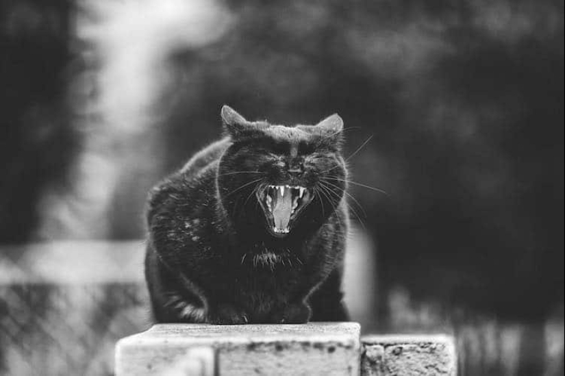 Sin el gato, y la vida no es la misma: equilibrado gatos acróbatas demostrar las maravillas de equilibrio Sin el gato, y la vida no es la misma: equilibrado gatos acróbatas demostrar las maravillas de equilibrio