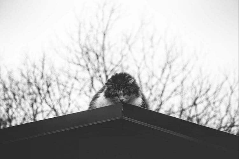 Sin el gato, y la vida no es la misma: equilibrado gatos acróbatas demostrar las maravillas de equilibrio Sin el gato, y la vida no es la misma: equilibrado gatos acróbatas demostrar las maravillas de equilibrio