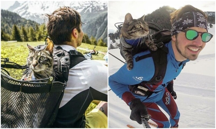 Skiing, surfing, parachuting: the cat from Instagram lives a hundred times more interesting than you