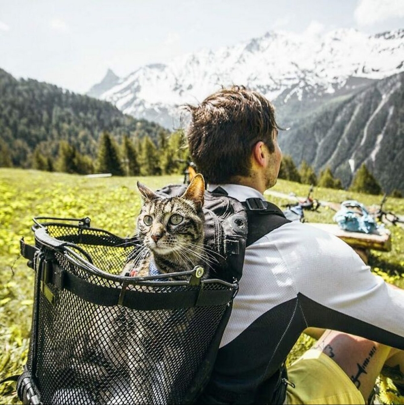 Skiing, surfing, parachuting: the cat from Instagram lives a hundred times more interesting than you