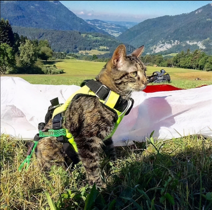 Skiing, surfing, parachuting: the cat from Instagram lives a hundred times more interesting than you