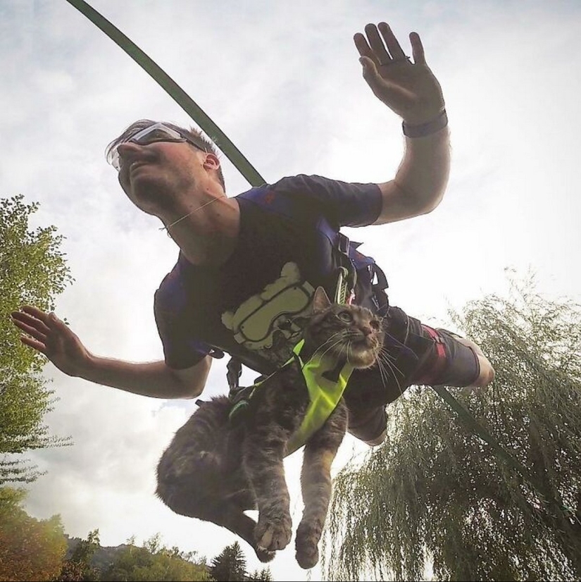 Skiing, surfing, parachuting: the cat from Instagram lives a hundred times more interesting than you