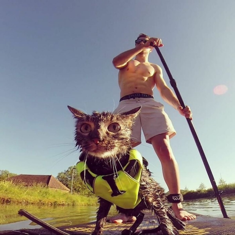 Skiing, surfing, parachuting: the cat from Instagram lives a hundred times more interesting than you