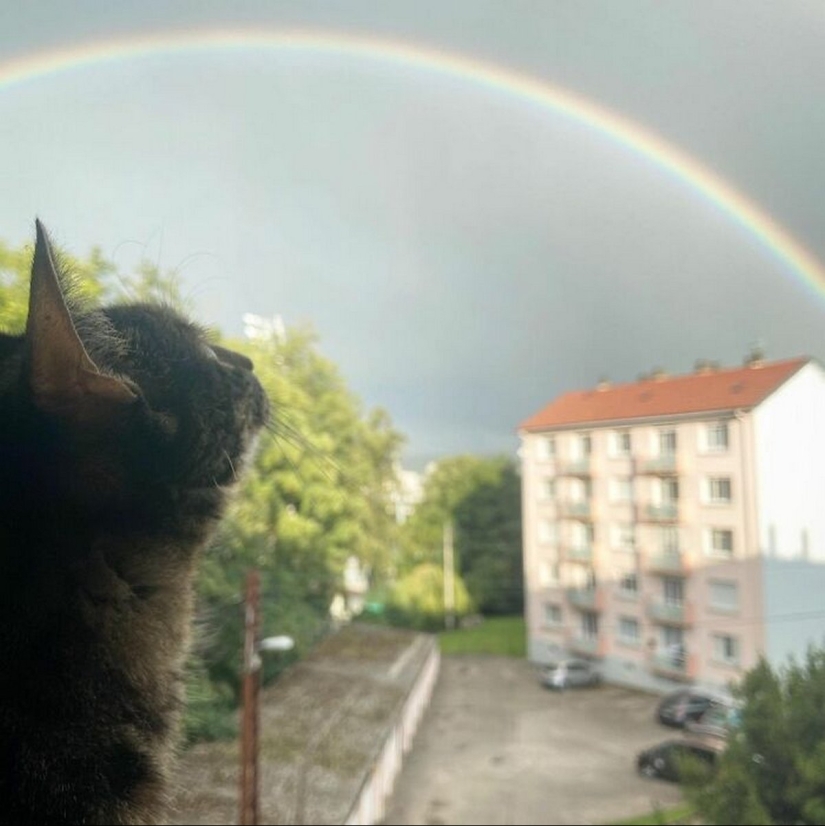 Skiing, surfing, parachuting: the cat from Instagram lives a hundred times more interesting than you