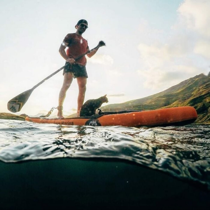 Skiing, surfing, parachuting: the cat from Instagram lives a hundred times more interesting than you