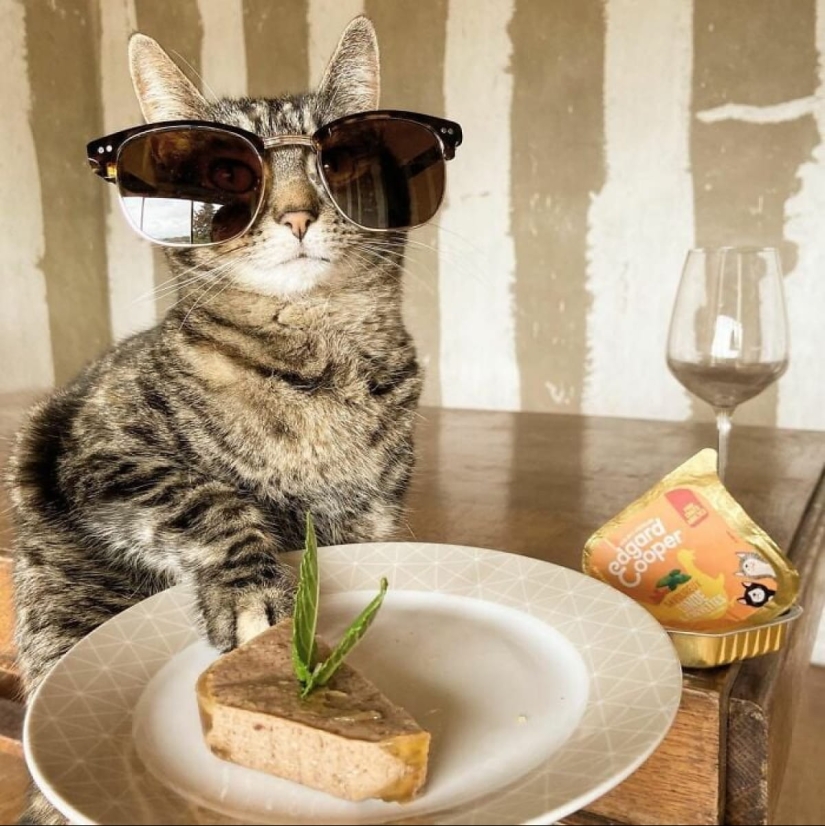 Skiing, surfing, parachuting: the cat from Instagram lives a hundred times more interesting than you