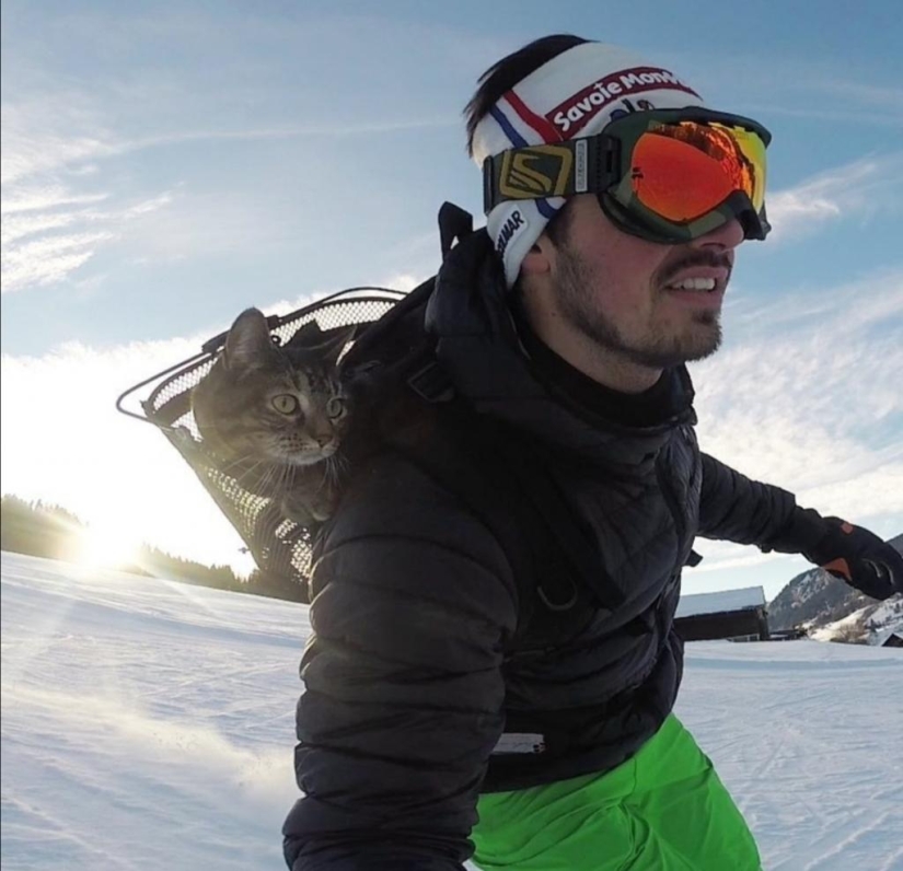Skiing, surfing, parachuting: the cat from Instagram lives a hundred times more interesting than you