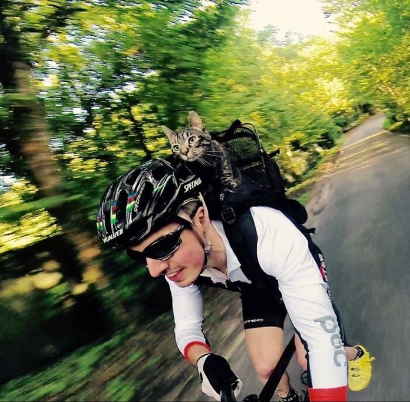 Skiing, surfing, parachuting: the cat from Instagram lives a hundred times more interesting than you