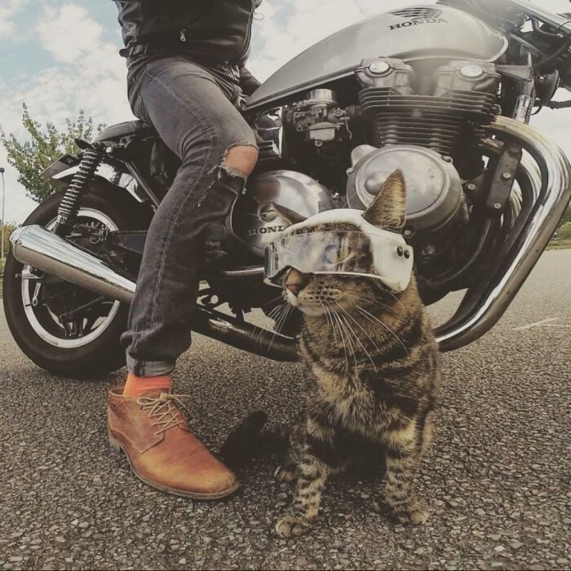 Skiing, surfing, parachuting: the cat from Instagram lives a hundred times more interesting than you