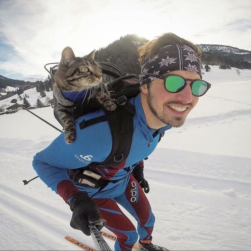 Skiing, surfing, parachuting: the cat from Instagram lives a hundred times more interesting than you