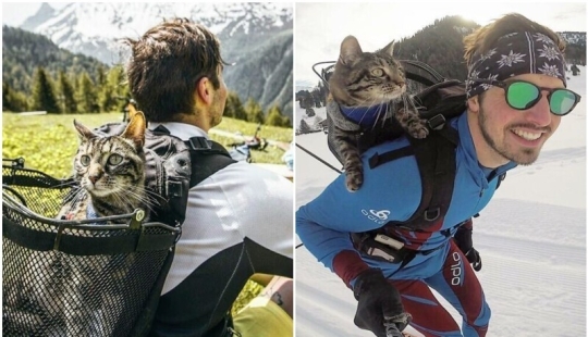 Skiing, surfing, parachuting: the cat from Instagram lives a hundred times more interesting than you