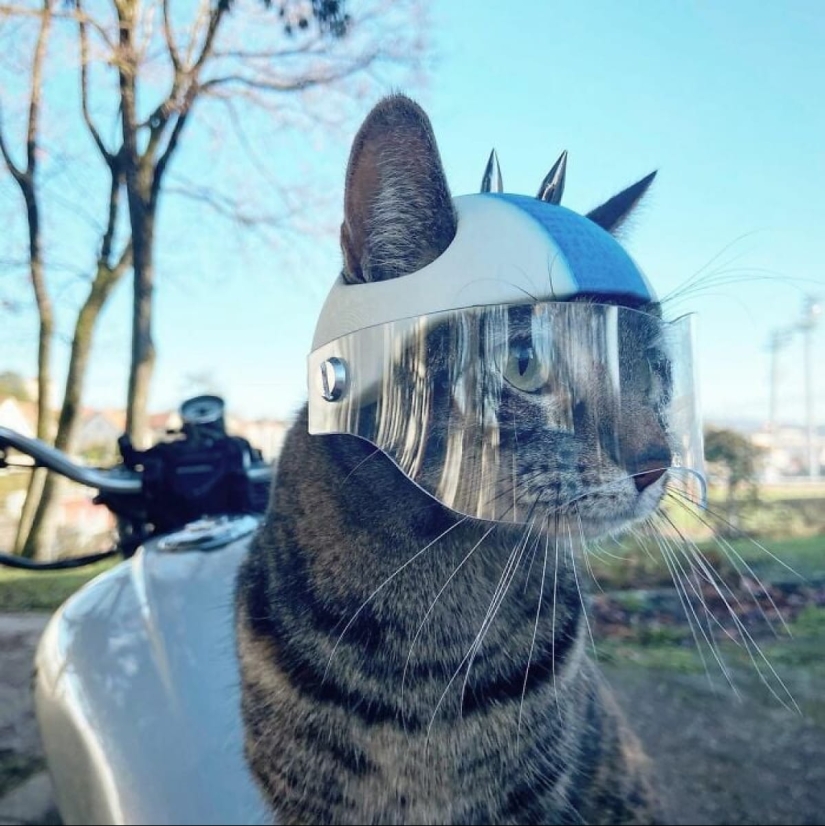 Skiing, surfing, parachuting: the cat from Instagram lives a hundred times more interesting than you