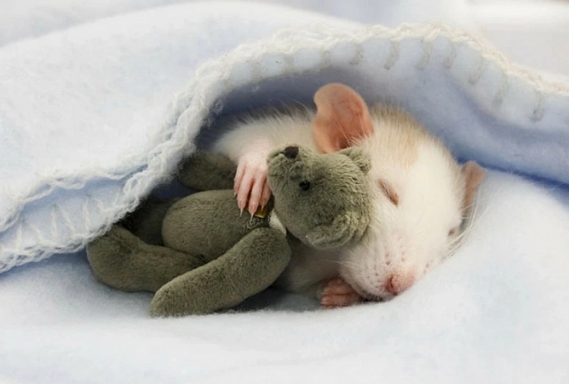 Sleep and eat: the secret of happiness of the "rat people" is revealed!