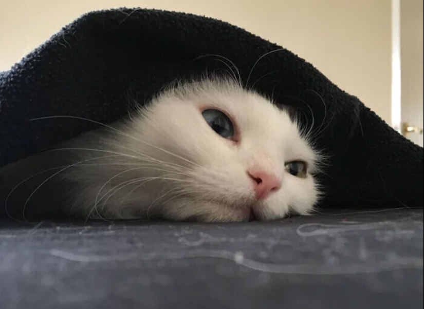 Sleep is a sacred thing: 35 photos of kittens, after which you will want to take a nap