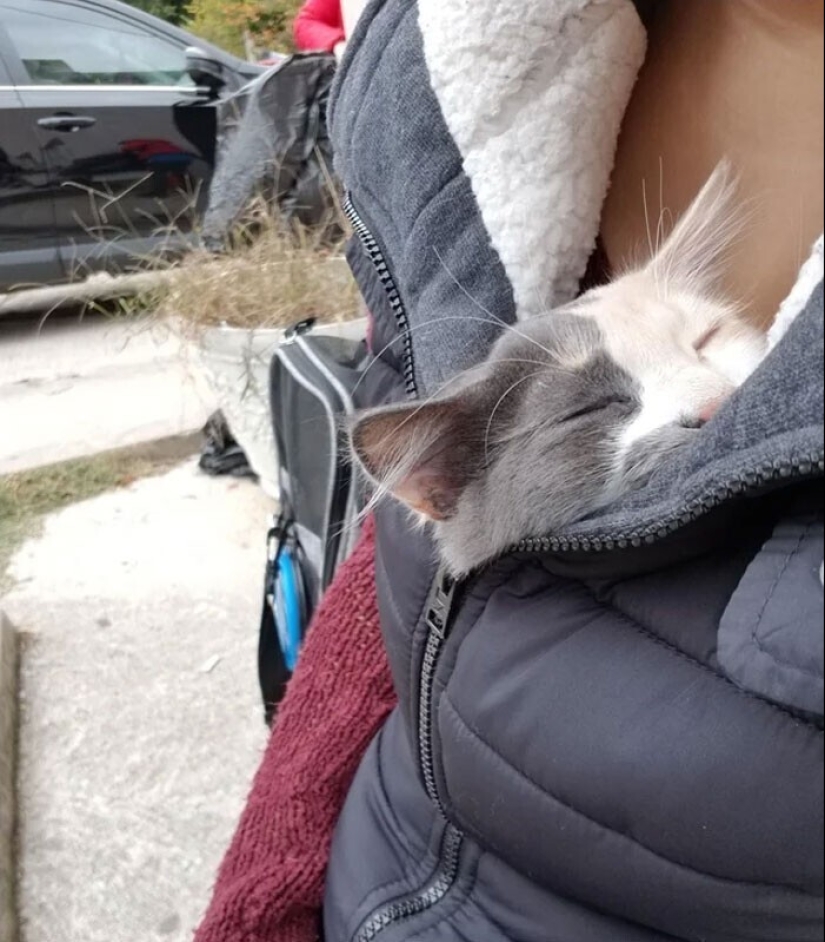 Sleep is a sacred thing: 35 photos of kittens, after which you will want to take a nap