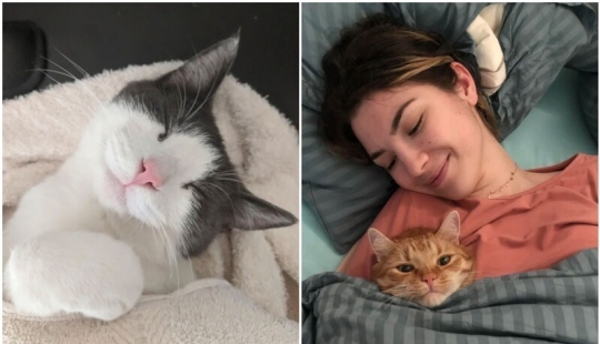 Sleep is a sacred thing: 35 photos of kittens, after which you will want to take a nap