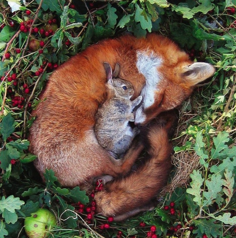 Sleeping animals, the sight of which will melt your heart Sleeping animals, the sight of which will melt your heart