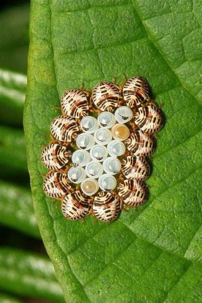 Sólo el más inteligente y ágil va a entender lo que está representado en estas fotos