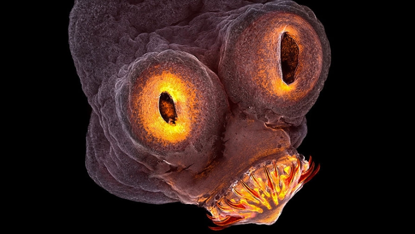 Sólo el más inteligente y ágil va a entender lo que está representado en estas fotos