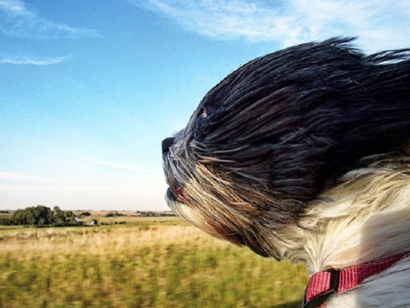 Sólo el viento, sólo la felicidad por delante: 29 de perros que cara tiene el viento