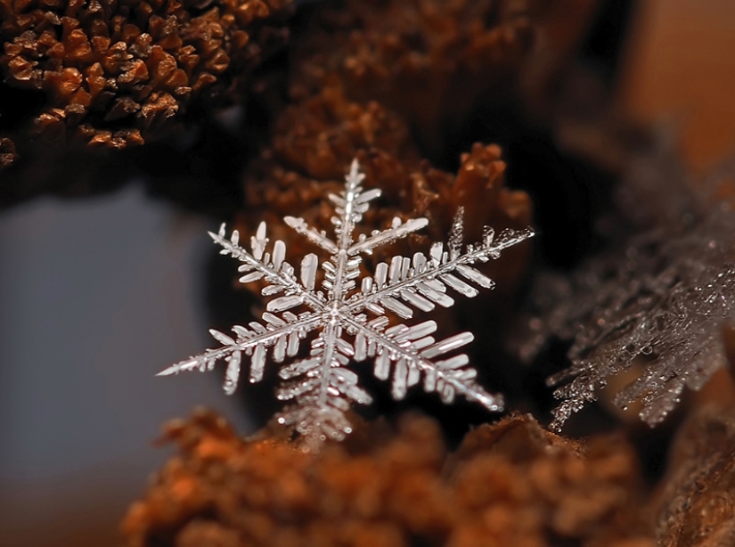 Snowflakes from photographer Andrey Osokin