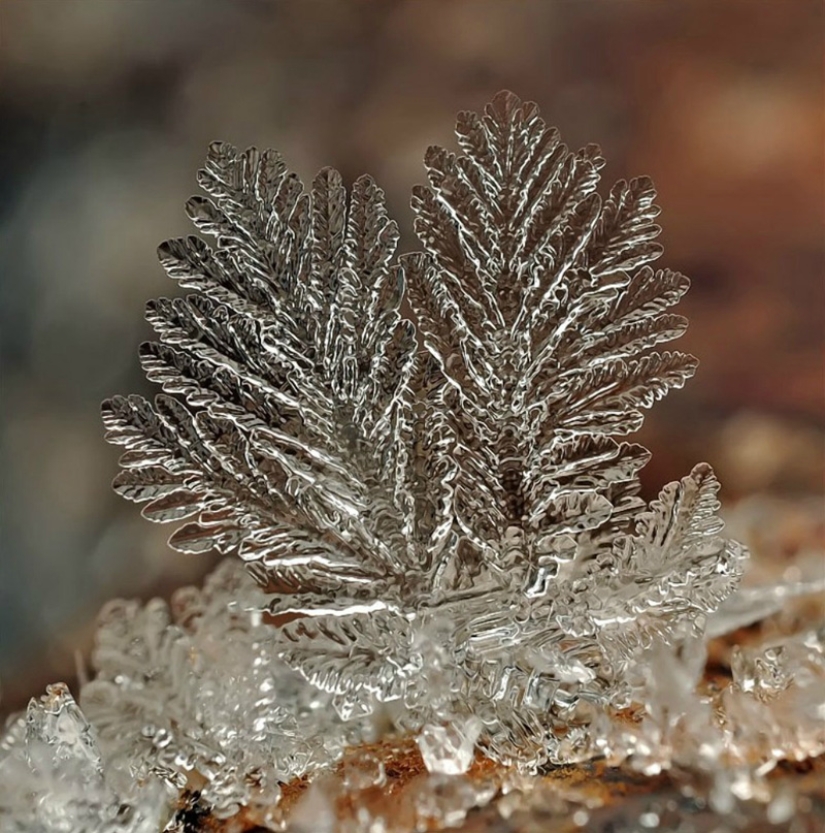 Snowflakes from photographer Andrey Osokin
