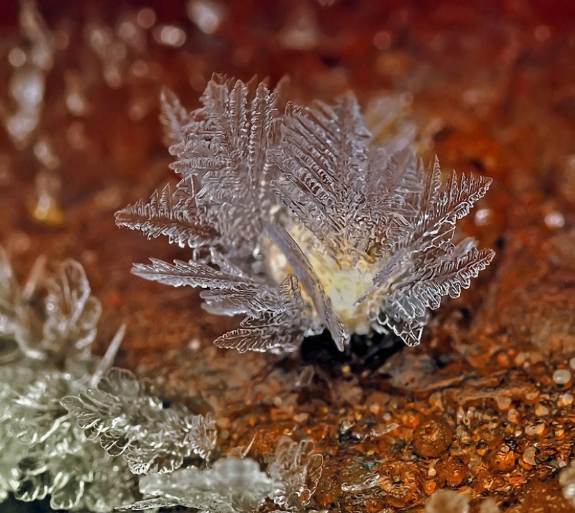 Snowflakes from photographer Andrey Osokin