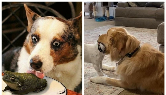So different, but so similar: 22 funny photos with animals So different, but so similar: 22 funny photos with animals
