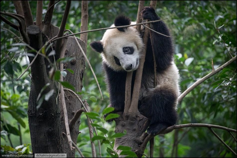Sobre el pleno alcance de la pereza