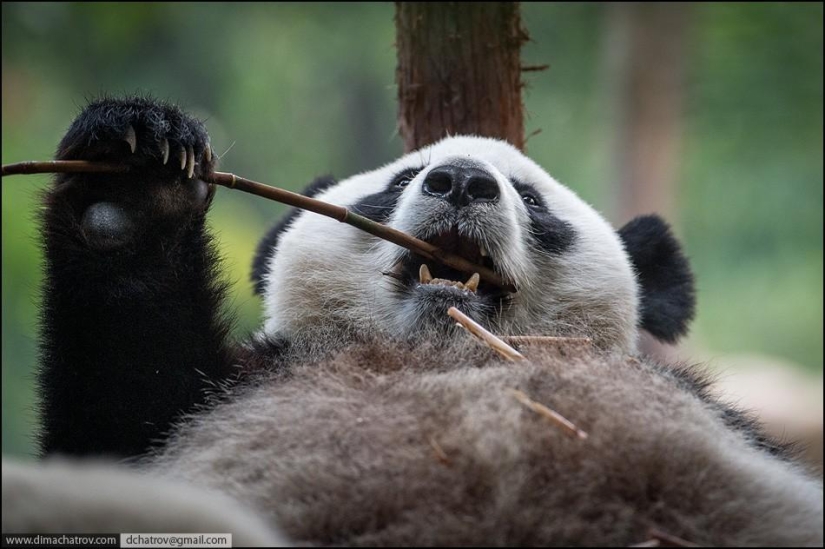 Sobre el pleno alcance de la pereza