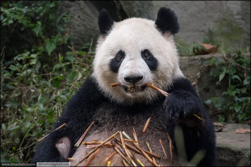 Sobre el pleno alcance de la pereza