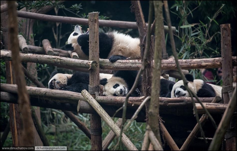 Sobre el pleno alcance de la pereza