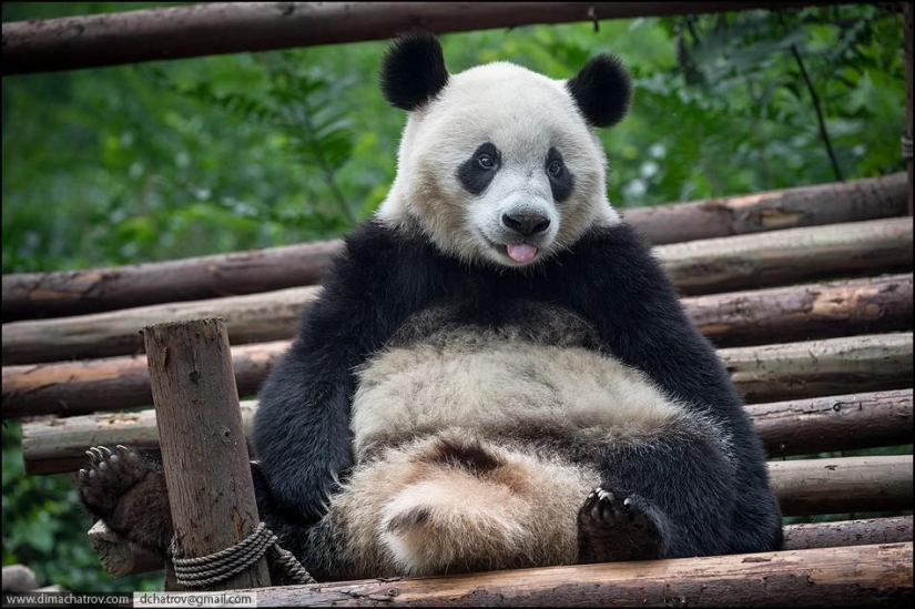 Sobre el pleno alcance de la pereza