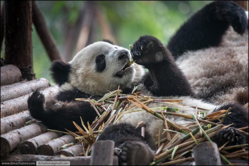 Sobre el pleno alcance de la pereza