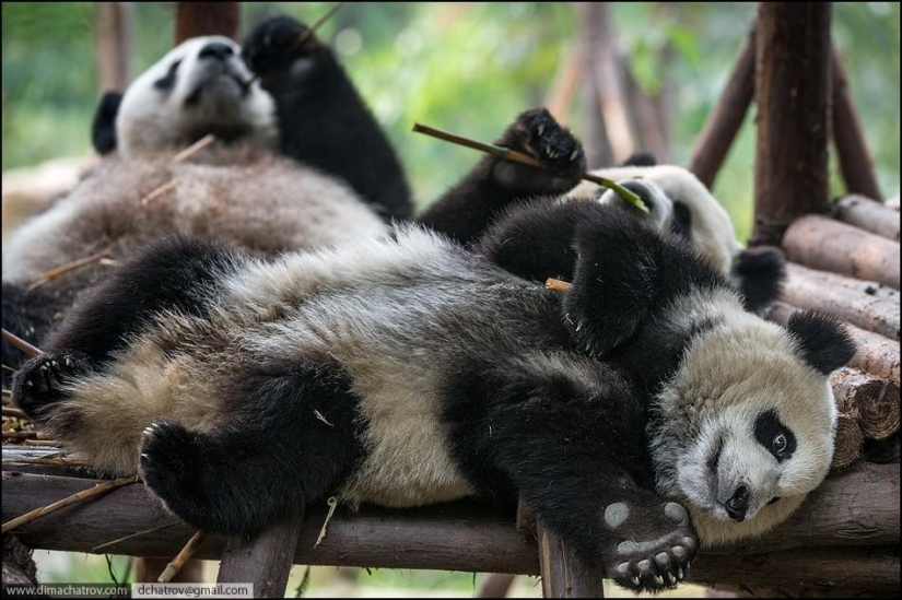 Sobre el pleno alcance de la pereza