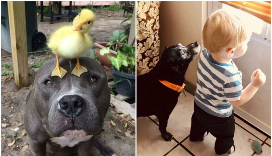 Somos toda su vida: más de 20 fotos con perros que calientan el alma