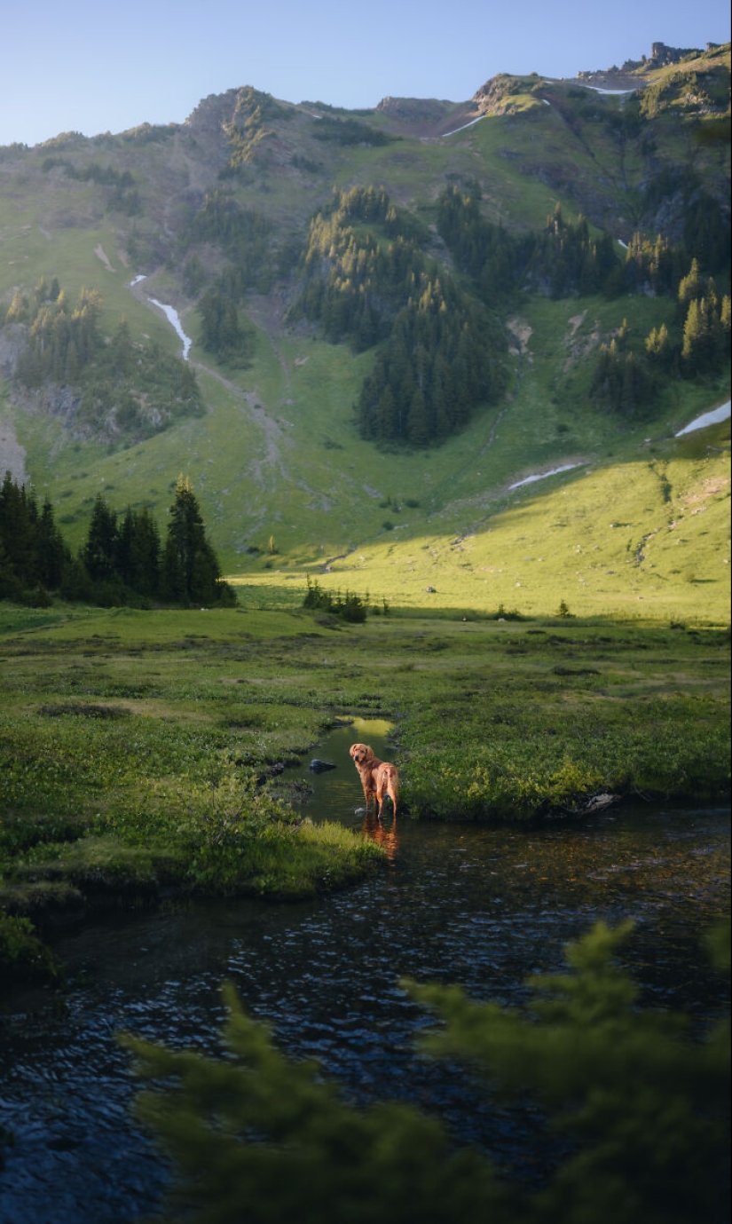 Soy un fotógrafo de mascotas de Columbia Británica y aquí hay 10 de mis fotos de perros favoritas
