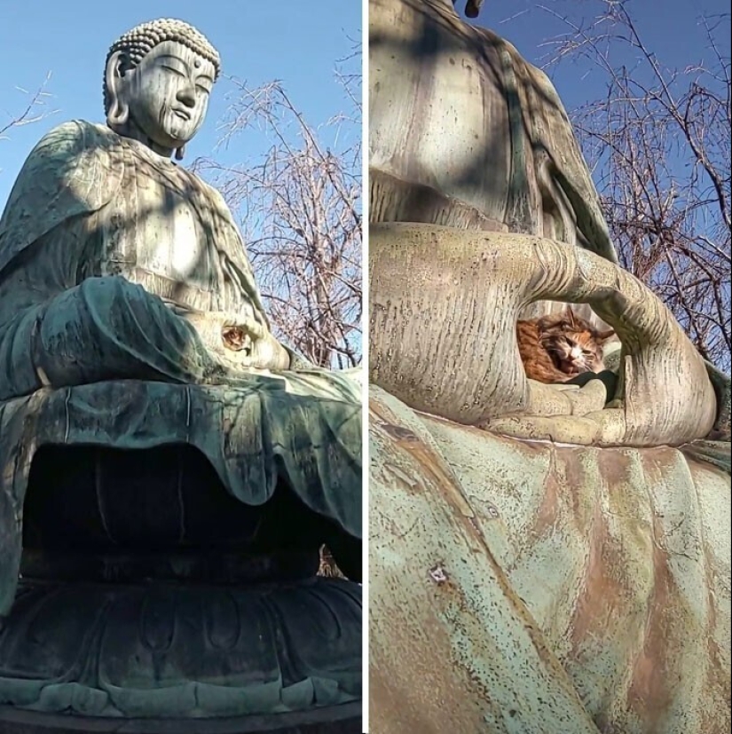 "Soy un gato. Estoy muy cómodo": 20+ gatos que se encuentran en los lugares más inesperados