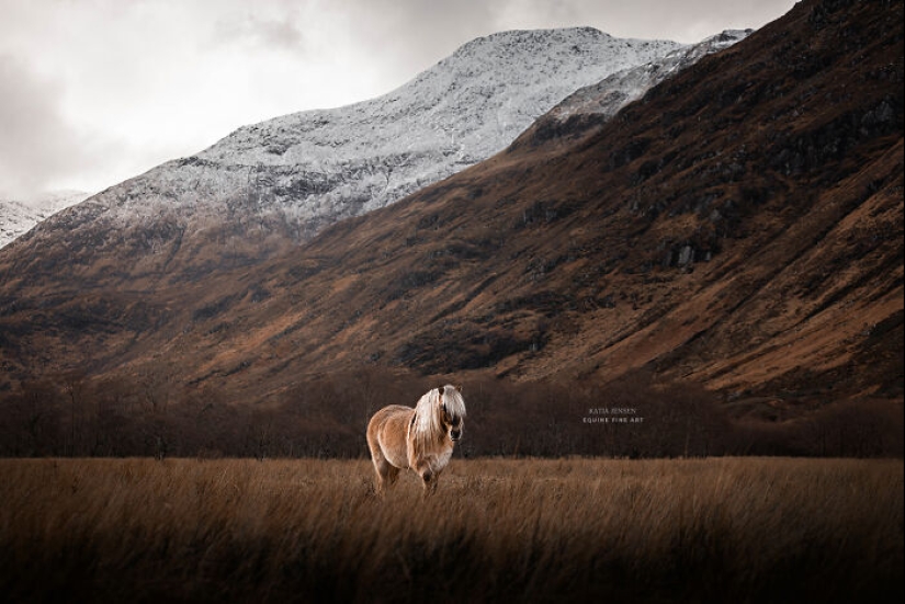 “Spirits Of The Highlands”: My 12 Photos Of Ponies That I Took In Scotland