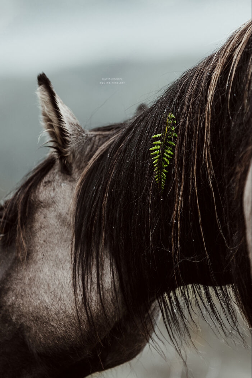 “Spirits Of The Highlands”: My 12 Photos Of Ponies That I Took In Scotland