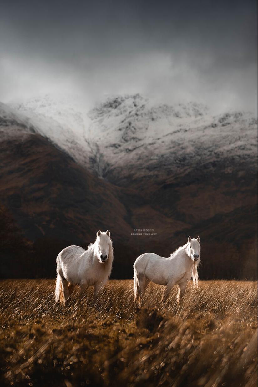 “Spirits Of The Highlands”: My 12 Photos Of Ponies That I Took In Scotland