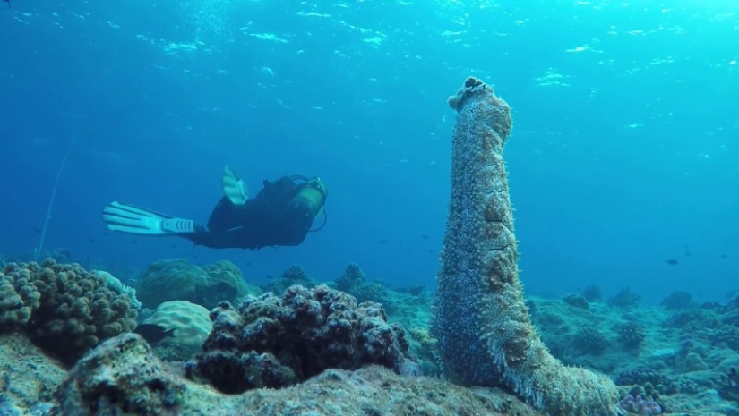 Spits own bodies and behaves like a suicide bomber: a fun life as a sea cucumber