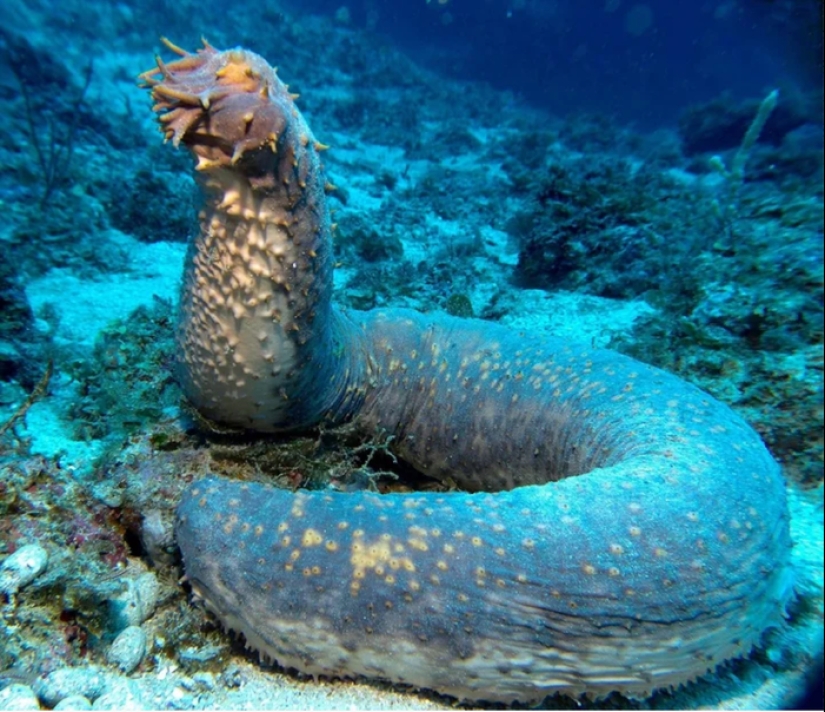 Spits own bodies and behaves like a suicide bomber: a fun life as a sea cucumber
