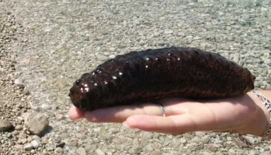 Spits own bodies and behaves like a suicide bomber: a fun life as a sea cucumber