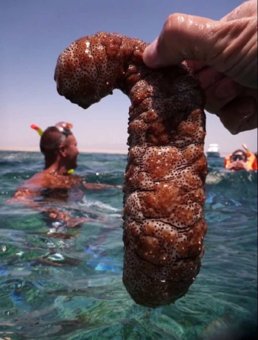 Spits own bodies and behaves like a suicide bomber: a fun life as a sea cucumber