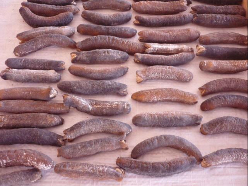 Spits own bodies and behaves like a suicide bomber: a fun life as a sea cucumber