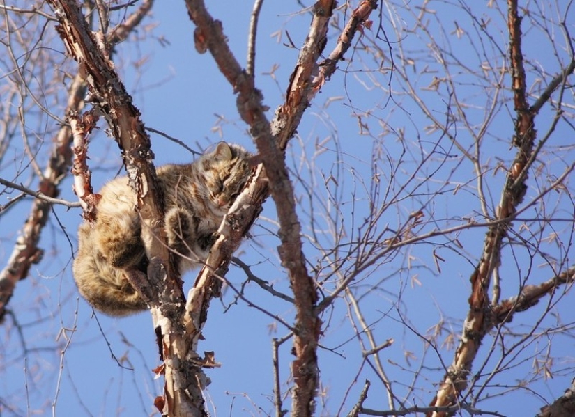 Spring is here — cats have arrived!