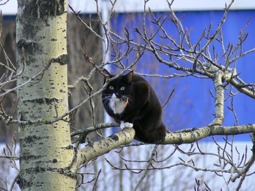 Spring is here — cats have arrived!